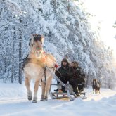 Arctic horse sleigh ride from Apukka 